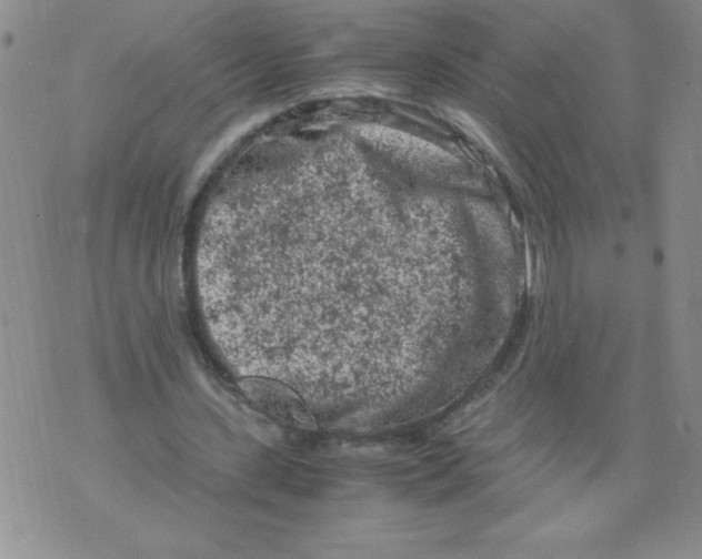 X0000072550531200608041650