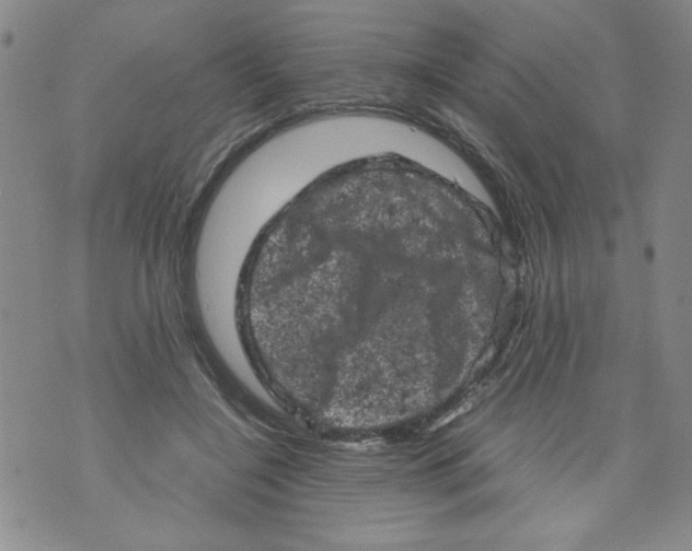 X0000072550548200608041650