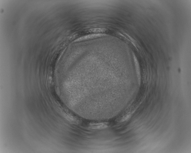 X0000072550553200608041650