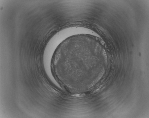 X0000072550558200608041651