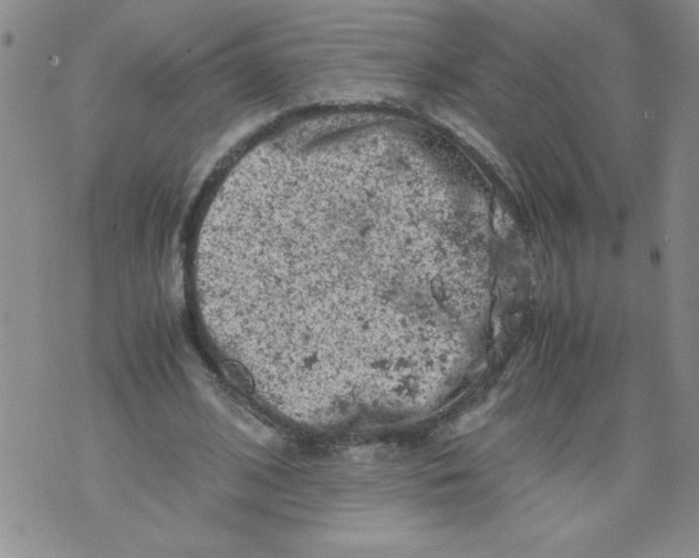 X0000072550584200608041650