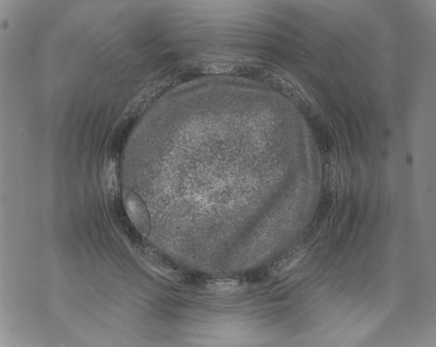 X0000072550598200608041650