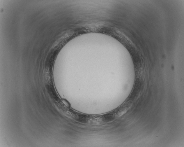 X0000072550599200608041650