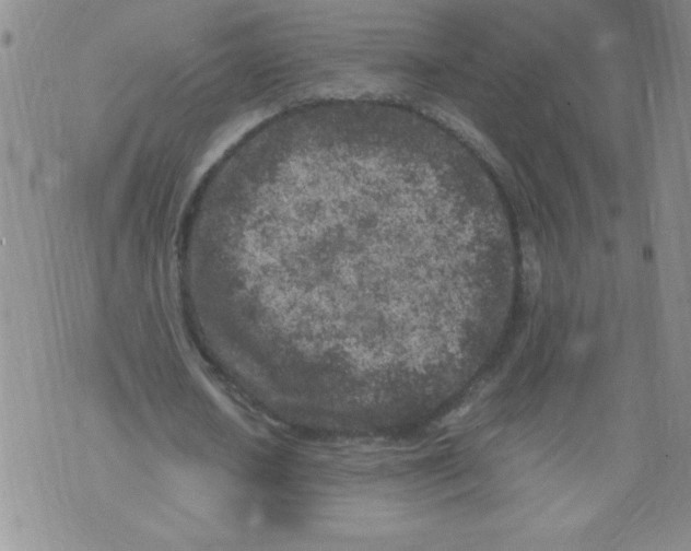 X0000072550626200608041649