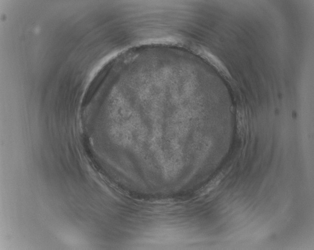 X0000072550628200608041649