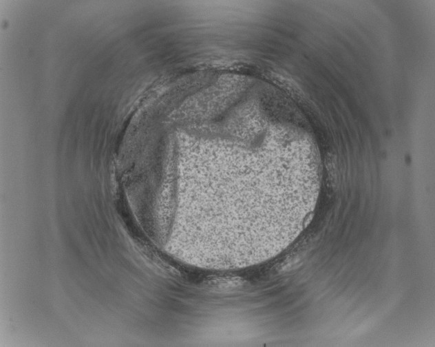 X0000072550642200608041649