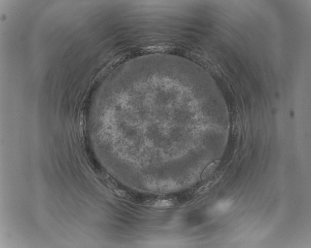 X0000072550647200608041649