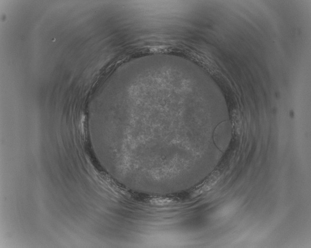 X0000072550650200608041649