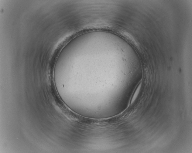 X0000072550680200608041648