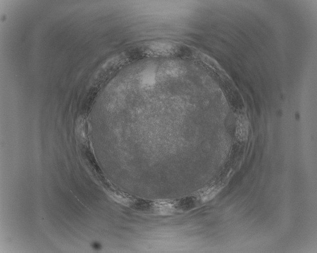 X0000072550701200608041648