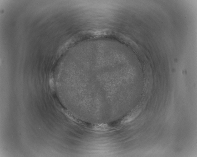 X0000072550720200608041648