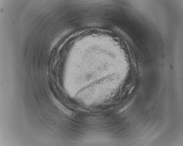 X0000072550725200608041647