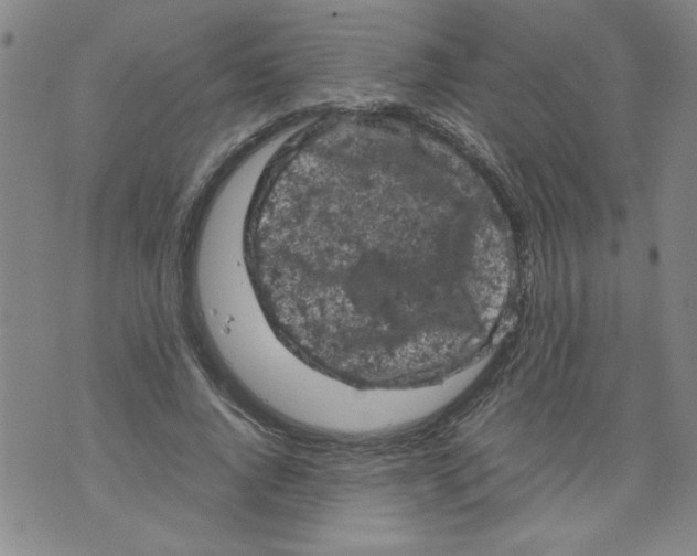 X0000072550736200608041647