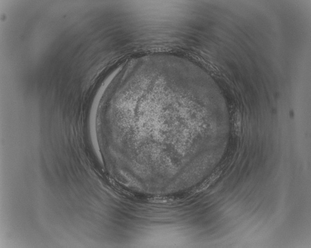 X0000072550746200608041647