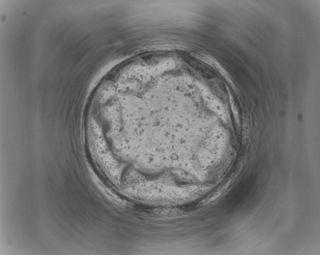 X0000072550795200608041647