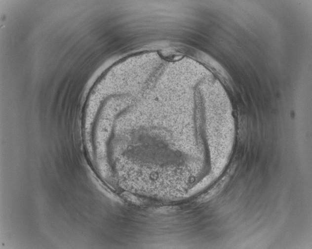 X0000072550808200608041646