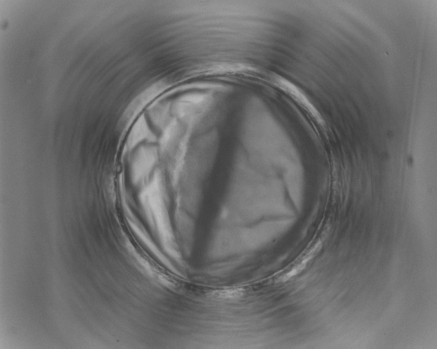 X0000072550810200608041646