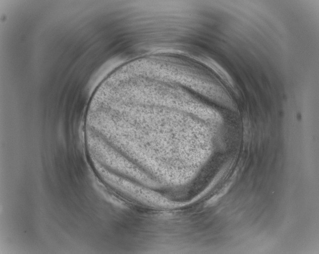 X0000072550814200608041646