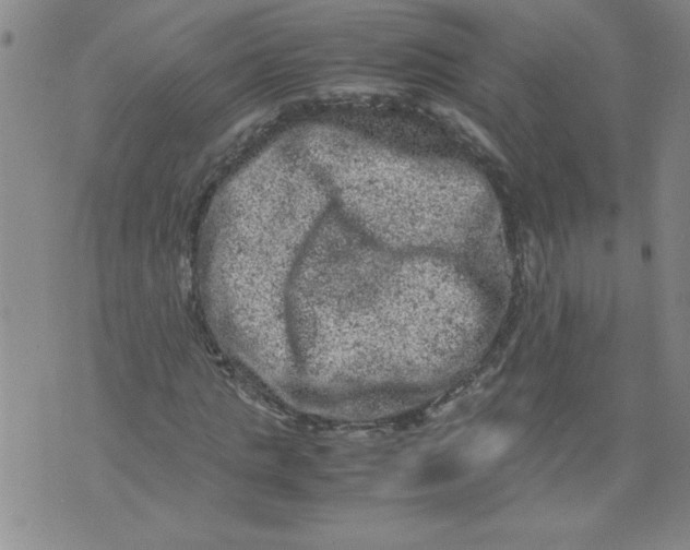 X0000072550821200608041646