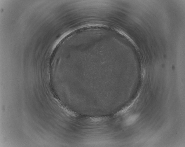 X0000072550829200608041646