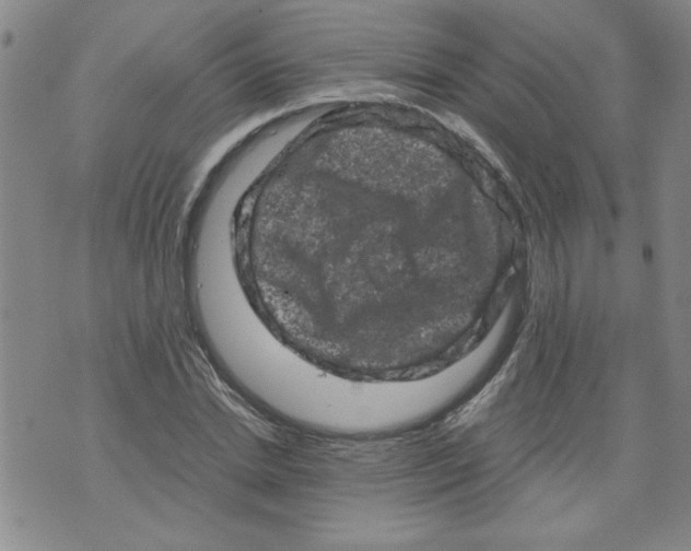 X0000072550830200608041646