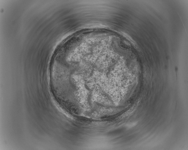 X0000072550840200608041646