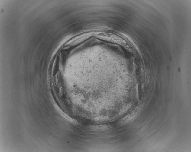 X0000072550851200608041646