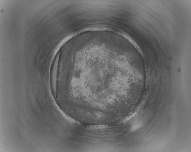 X0000072550853200608041646