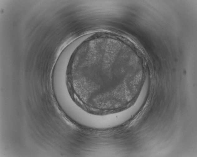 X0000072550858200608041646