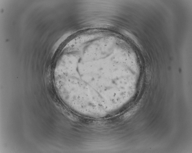 X0000072550875200608041645