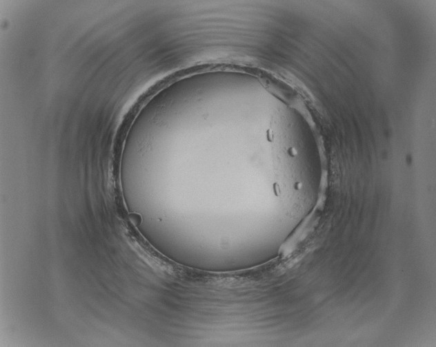 X0000072550880200608041645