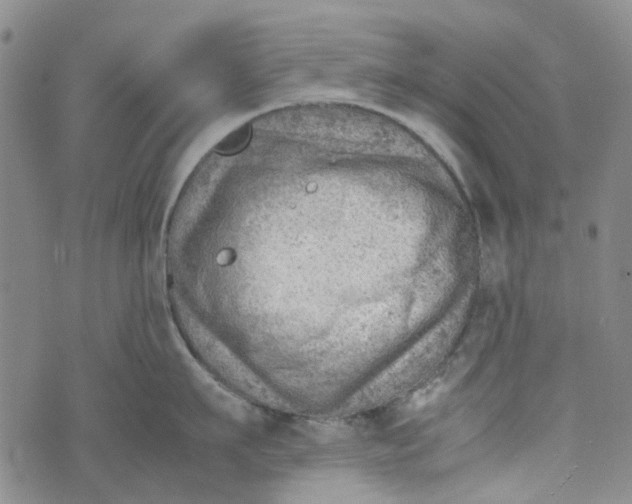 X0000072550911200608041645