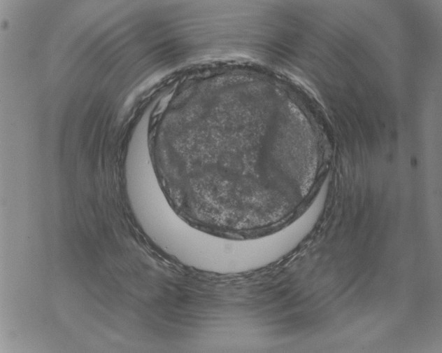 X0000072550920200608041644