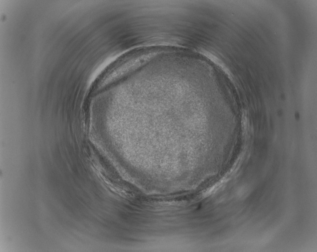 X0000072550925200608041644