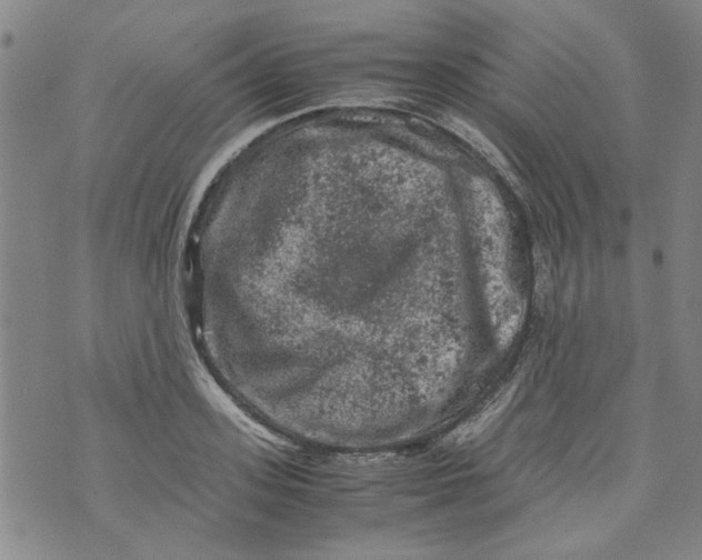 X0000072550939200608041644