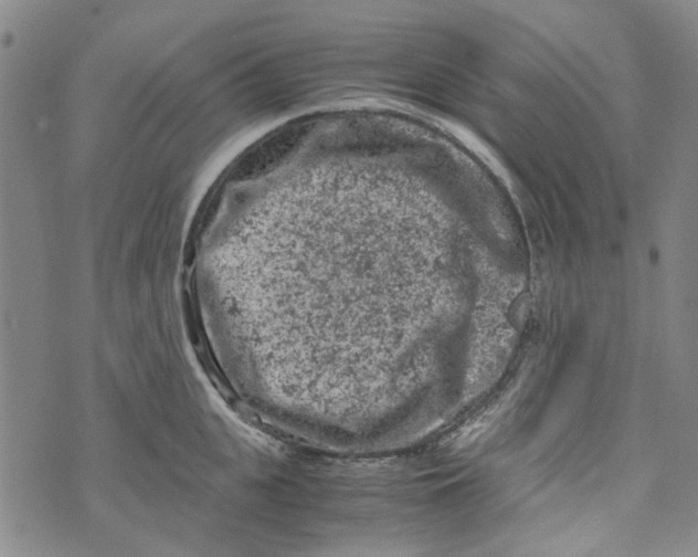 X0000072550951200608041644