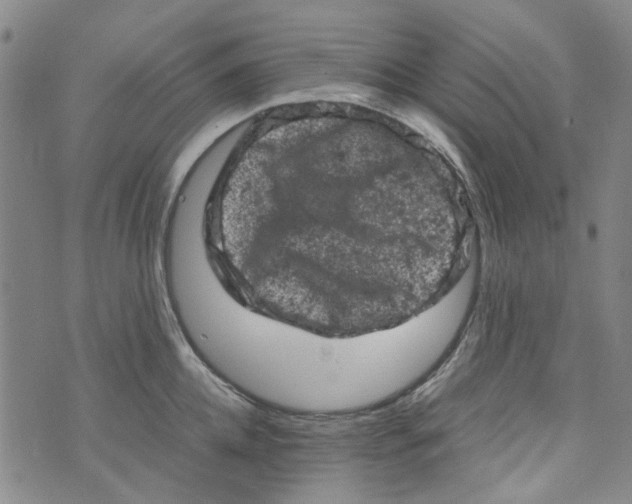 X0000072550952200608041645