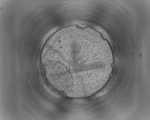 X0000072550954200608041645