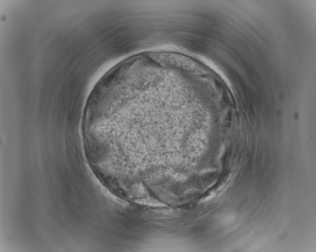 X0000072550959200608041645