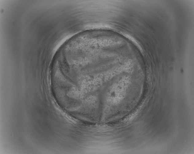 X0000072550983200608041644