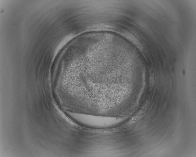 X0000072550990200608041643