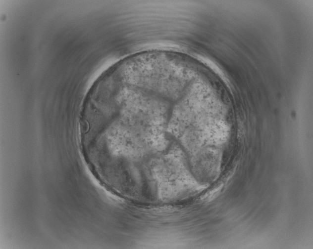 X0000072550999200608041643