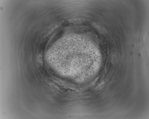 X0000072551010200608041642