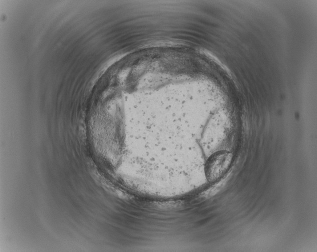 X0000072551025200608041643