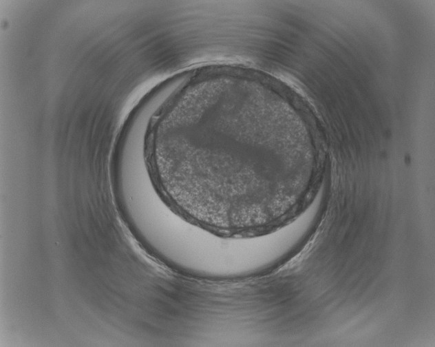 X0000072551030200608041643