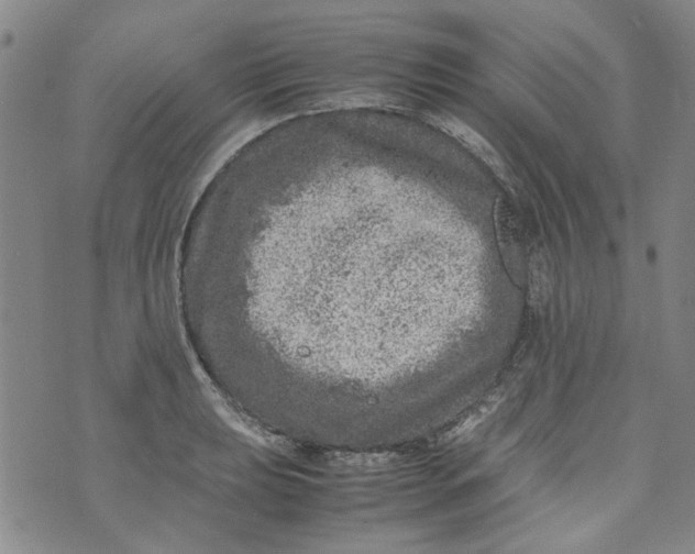 X0000072551039200608041643