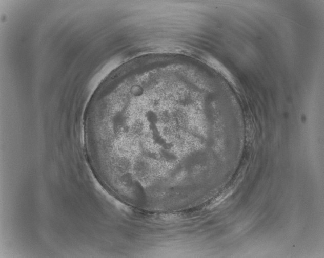 X0000072551095200608041642