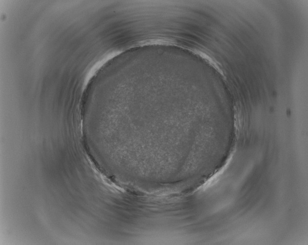 X0000072551117200608041641