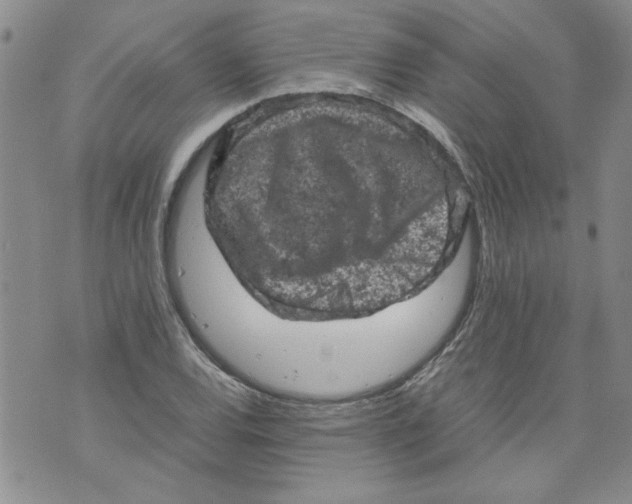 X0000072551120200608041641