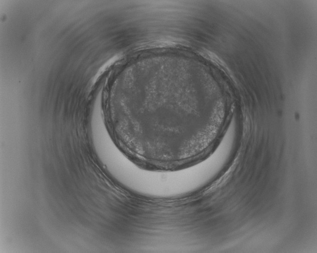 X0000072551210200608041639